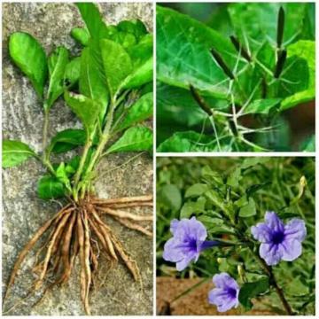 Cây nổ (sâm tanh tách) hỗ trợ điều trị bệnh thận hư, suy thận cực hay