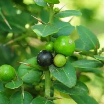 Gai tầm xoọng hay cây Quýt gai hỗ trợ điều trị bệnh suy thận