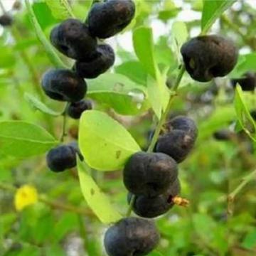 Cây mực – Phèn đen vị thuốc hỗ trợ điều trị suy thận, thận hư