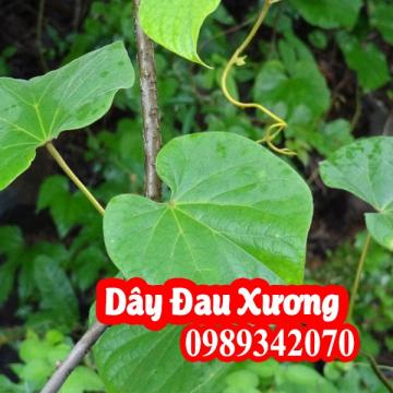 Dây đau xương (khoan cân đằng) Và bài thuốc điều trị bệnh xương khớp