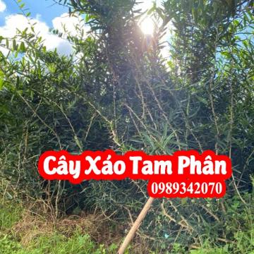 Mua xáo tam phân ở đâu, địa chỉ bán xáo tam phân chuẩn nhất 