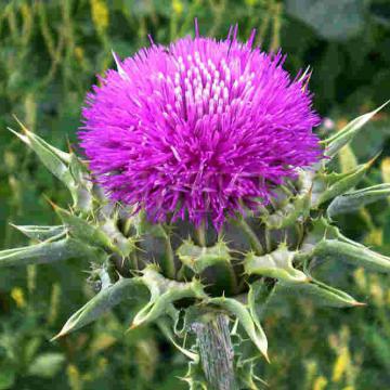 Cây kế sữa hỗ trợ điều trị viêm gan B, xơ gan của người Châu Âu