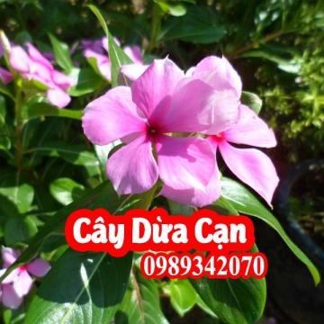 Cây dừa cạn hỗ trợ điều trị bệnh Ung thư máu