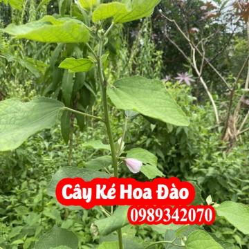 Cây Ké Hoa Đào Có Tác Dụng Gì Và Mua Ở Đâu