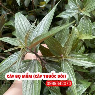 Cây bọ mắm (Cây thuốc dòi) điều trị ho lâu năm, viêm phế quản mãn tính cực hay