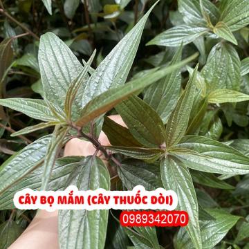 Cây bọ mắm (Cây thuốc dòi) điều trị ho lâu năm, viêm phế quản mãn tính cực hay