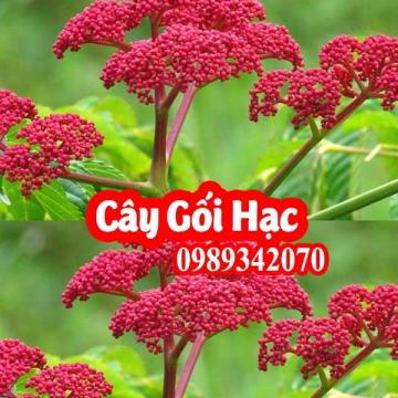 Tác dụng của cây gối hạc và mua ở đâu