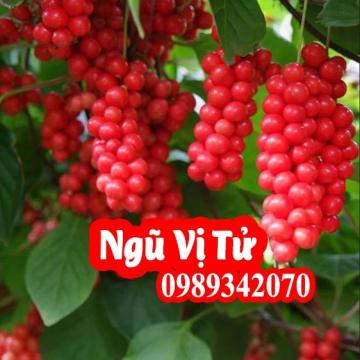 Tác Dụng Của Ngũ Vị Tử Và Mua Ngũ Vị Tử Ở Đâu
