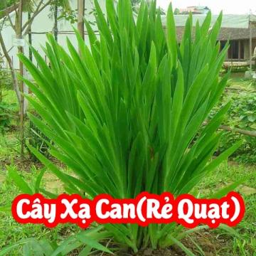Cây Xạ Can: Dược Liệu Vàng Trong Y Học Cổ Truyền