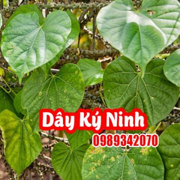 Dây Ký Ninh (Dây Thần Thông): Công Dụng, Cách Dùng Và Lưu Ý Khi Sử Dụng