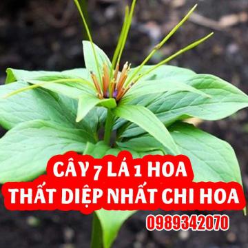 Cây 7 lá 1 hoa – Thất diệp nhất chi hoa: 