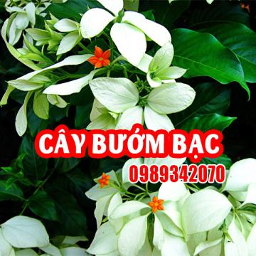 Cây Bướm Bạc – Dược Liệu Quý với Nhiều Công Dụng Chữa Bệnh