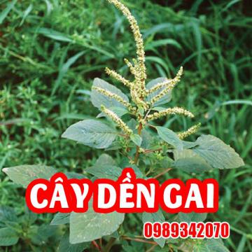 Cây dền gai điều trị thoát vị đĩa đệm, xương khớp