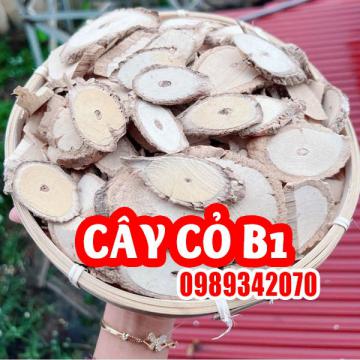 Tác Dụng Của Cây Cỏ B1 Và Hướng Dẫn Cách Sử Dụng