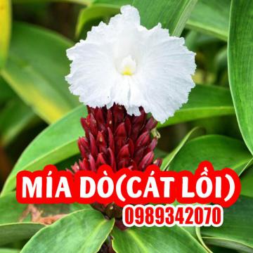 Công Dụng Của Cây Mía Dò Và Hướng Dẫn Cách Sử Dụng