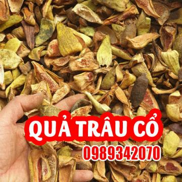 Công Dụng Của Quả Trâu Cổ Và Hướng Dẫn Sử Dụng 
