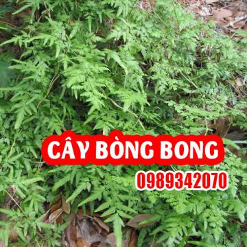 Công Dụng Cây Bòng Bong Và Hướng Dẫn Sử Dụng